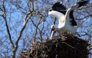 Corrida de Noël à SCHWEIGHOUSE