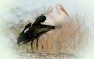 27è Semi-Marathon de la WANTZENAU.