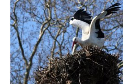 Corrida de Noël à SCHWEIGHOUSE