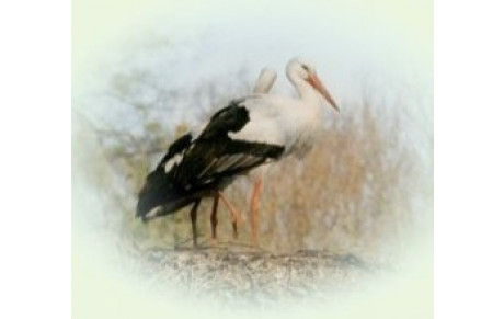 27è Semi-Marathon de la WANTZENAU.